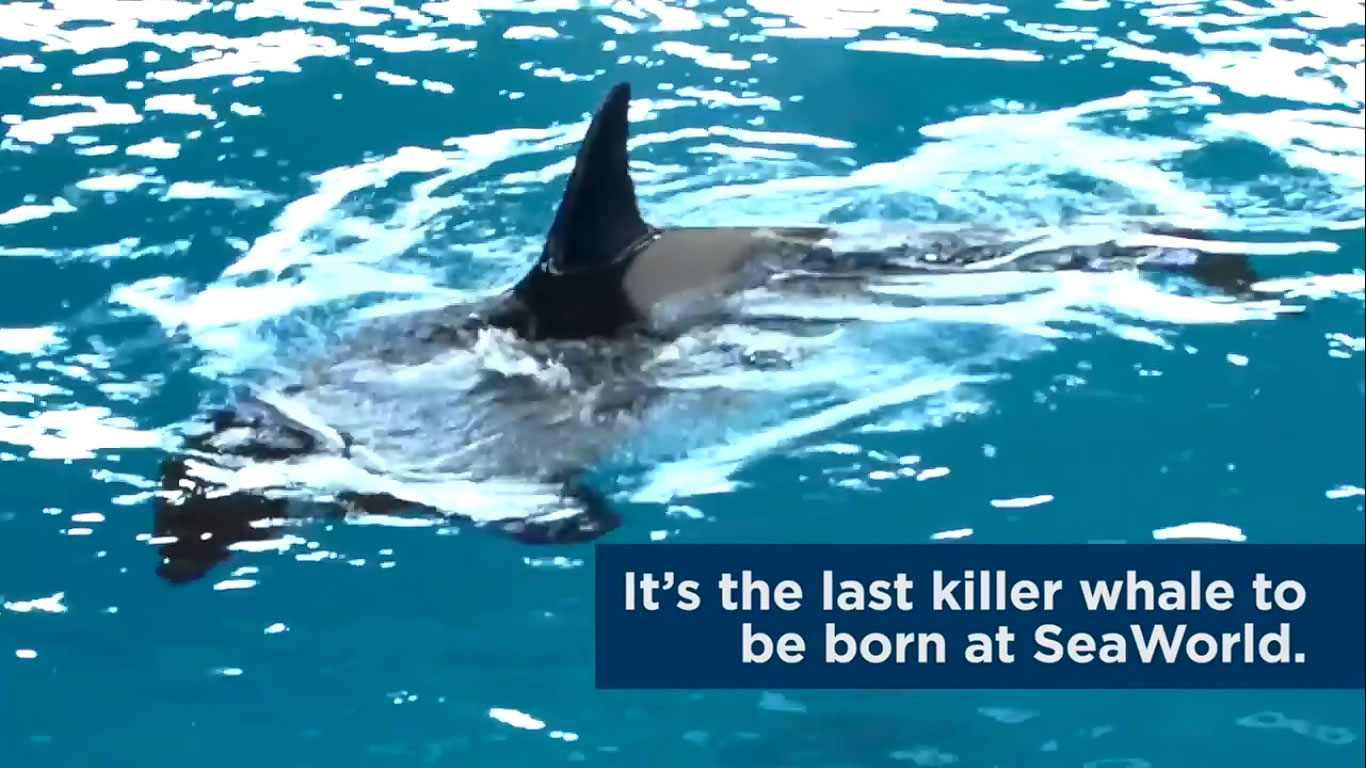 Takara's A Mom, Again! - SeaWorld©